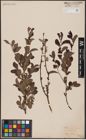 Foto von Salix aurita L.